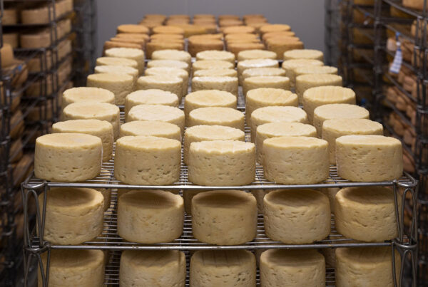 industrial cheese manufacturing