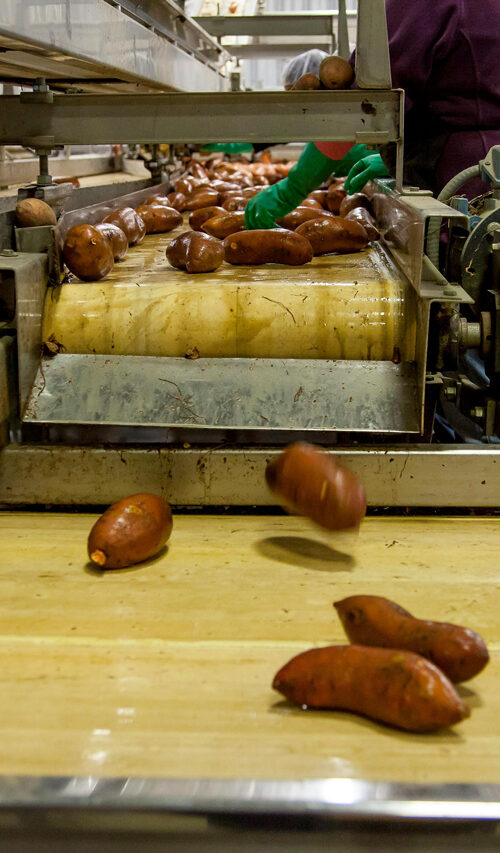 potato processing facility