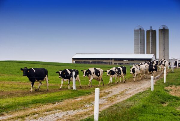 cows walking on a dairy farm