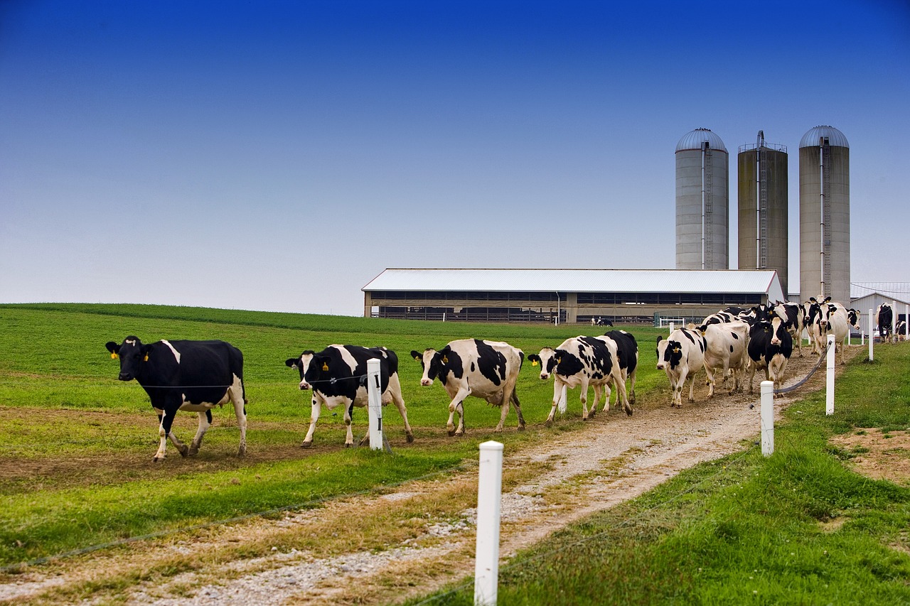 Sanitary Piping Maintenance: Best Practices for Dairy Farmers