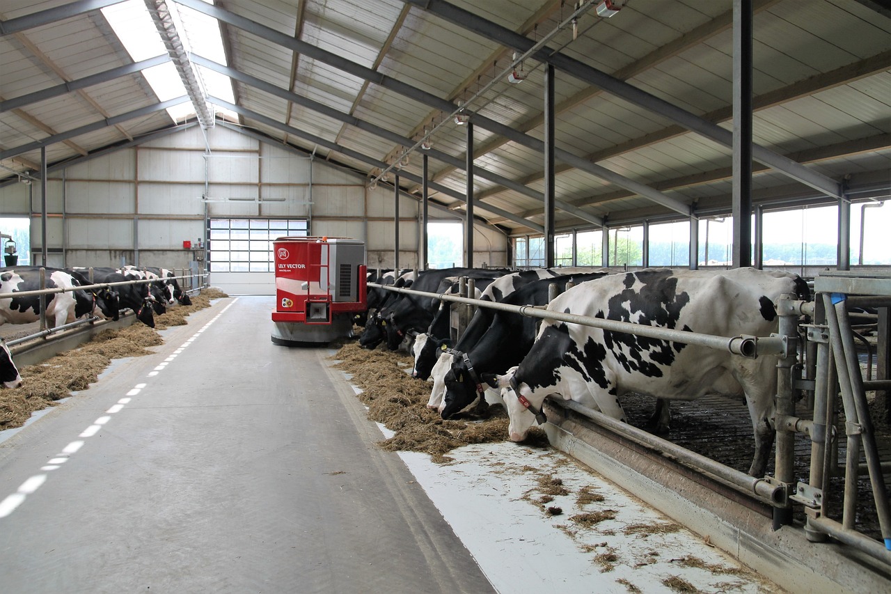 cows eating at a dairy farm