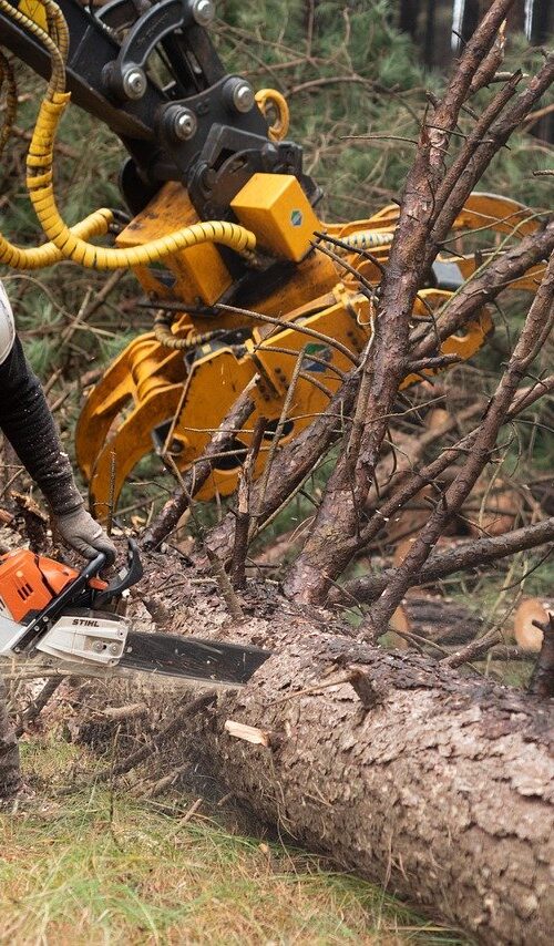 man with a chainsaw in logging industry