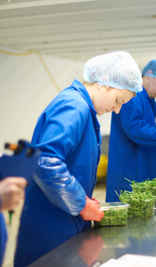 workers on a food production line